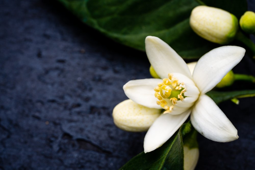 Massaggio Neroli - Massaggi Orientali